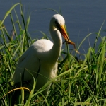 Žabovřesky